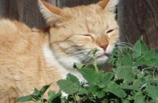 Kat ruikt aan Catnip kattenkruid