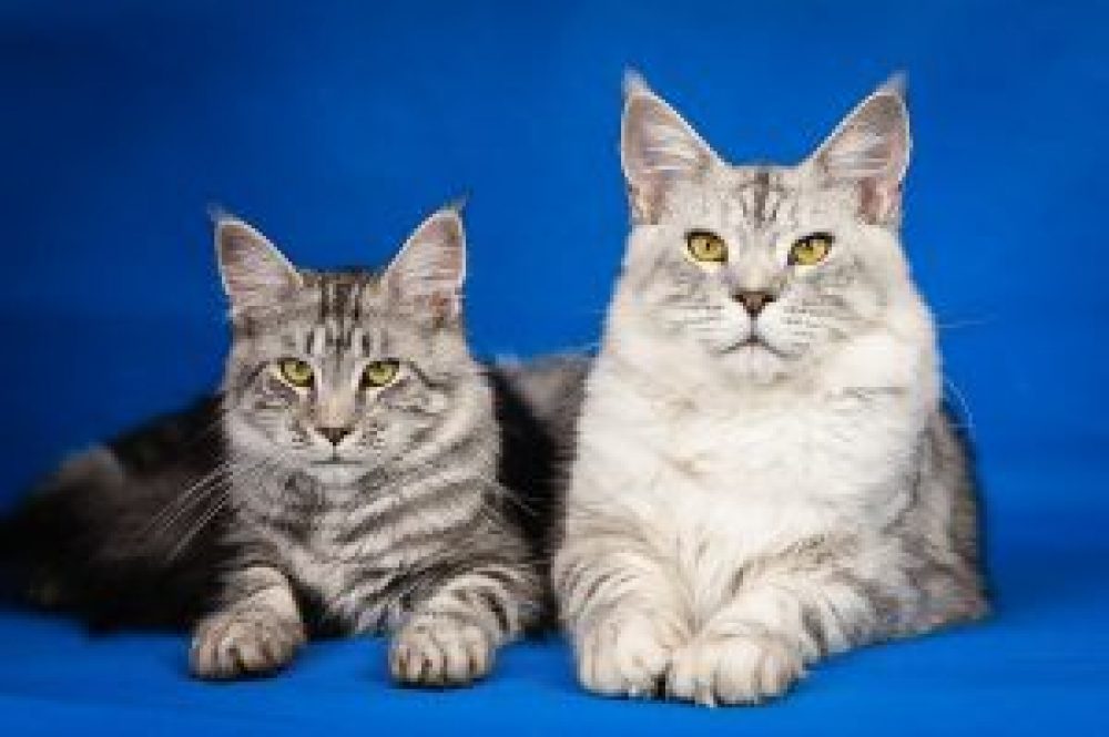 Twee prachtige Maine Coons